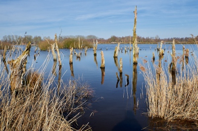<i class='fa fa-user'></i>&nbsp;HenkvanOosten&nbsp;|  Nationaal Park De Alde Feanen&nbsp; <i class='fa fa-eye'>&nbsp;72</i> &nbsp; <i class='fa fa-comment-o'>&nbsp;4</i>