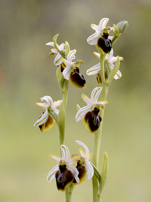 <i class='fa fa-user'></i>&nbsp;Mignon-Creative&nbsp;|  Ophrys splendida&nbsp; <i class='fa fa-eye'>&nbsp;59</i> &nbsp;<i class='fa fa-thumbs-up'>&nbsp;3</i> &nbsp; <i class='fa fa-comment-o'>&nbsp;5</i>
