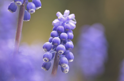 <i class='fa fa-user'></i>&nbsp;Tr.Vrolijk&nbsp;|  Blauwe Druifjes&nbsp; <i class='fa fa-eye'>&nbsp;66</i> &nbsp; <i class='fa fa-comment-o'>&nbsp;1</i>