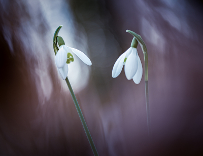 <i class='fa fa-user'></i>&nbsp;Loes Belovics&nbsp;|  Gewoon Sneeuwklokje&nbsp; <i class='fa fa-eye'>&nbsp;77</i> &nbsp;<i class='fa fa-thumbs-up'>&nbsp;5</i> &nbsp; <i class='fa fa-comment-o'>&nbsp;5</i>