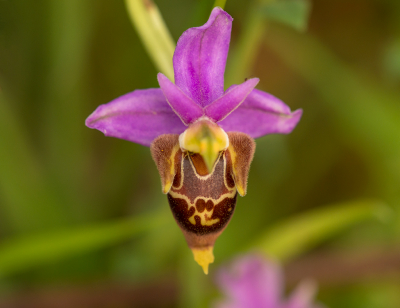 <i class='fa fa-user'></i>&nbsp;Willem Verhagen&nbsp;|  Ophrys heldreichii&nbsp; <i class='fa fa-eye'>&nbsp;63</i> &nbsp; <i class='fa fa-comment-o'>&nbsp;1</i>