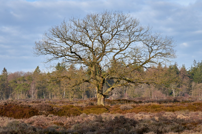 <i class='fa fa-user'></i>&nbsp;HenkvanOosten&nbsp;|  Bakkefeansterdunen&nbsp; <i class='fa fa-eye'>&nbsp;65</i> &nbsp; <i class='fa fa-comment-o'>&nbsp;2</i>