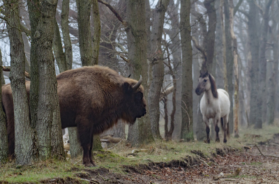 <i class='fa fa-user'></i>&nbsp;Eef Kieft&nbsp;|  Wisent&nbsp; <i class='fa fa-eye'>&nbsp;152</i> &nbsp; <i class='fa fa-comment-o'>&nbsp;1</i>