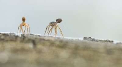 Op een paal langs de IJssel zag ik hele kleine spinnetjes lopen. Net uit het nestje gekropen denk ik. Het was heel fascinerend om te zien hoe ze zich oprichtten. Via een site wat info gekregen. Het zou kunnen gaan om ballooning. De kleine spinnetjes richten zich op om zo door de wind te worden opgenomen.