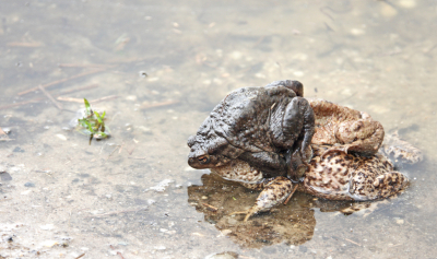 Al diverse malen was ik wezen kijken of de paddentrek was begonnen. De waarschuwingsborden staan al een tijdje langs de weg. Eindelijk had ik gisteren de eersten in het ven. Toen ik aankwam zaten ze in het water. Het vrouwtje waggelde heel langzaam met de twee mannetjes op de rug uit het water.