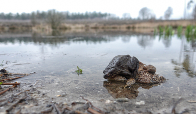 Al diverse malen was ik wezen kijken of de paddentrek was begonnen. De waarschuwingsborden staan al een tijdje langs de weg. Eindelijk had ik gisteren de eersten in het ven. Toen ik aankwam zaten ze in het water. Het vrouwtje waggelde heel langzaam met de twee mannetjes op de rug uit het water.