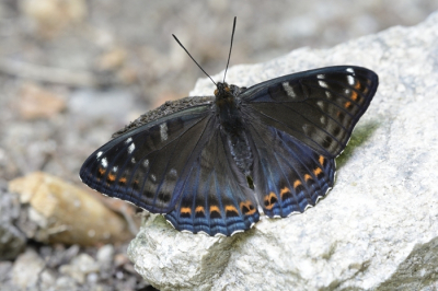 <i class='fa fa-user'></i>&nbsp;F.Koopman&nbsp;|  Grote IJsvogelvlinder&nbsp; <i class='fa fa-eye'>&nbsp;152</i> &nbsp;<i class='fa fa-thumbs-up'>&nbsp;8</i> &nbsp; <i class='fa fa-comment-o'>&nbsp;6</i>