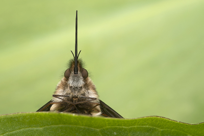 <i class='fa fa-user'></i>&nbsp;danny.declercq&nbsp;|  Gewone Wolzwever&nbsp; <i class='fa fa-eye'>&nbsp;131</i> &nbsp;<i class='fa fa-thumbs-up'>&nbsp;10</i> &nbsp; <i class='fa fa-comment-o'>&nbsp;11</i>