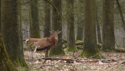 Vanmiddag toch wel iets bijzonders waargenomen. Een jong damhertje die de hele tijd achter een edelhert aanliep en hem volgde.
Het viel me op dat sommige edelherten al mooie kleine bastgeweien hebben. Ook zag ik nog elders in het park een edelhert met zijn gewei.