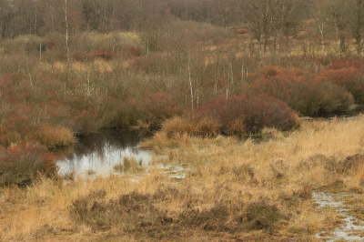 <i class='fa fa-user'></i>&nbsp;Tineke Strijbosch&nbsp;|  Gasterse Duinen&nbsp; <i class='fa fa-eye'>&nbsp;87</i> &nbsp; <i class='fa fa-comment-o'>&nbsp;7</i>
