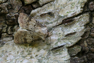 <i class='fa fa-user'></i>&nbsp;Robert Rodenburg&nbsp;|  Puta-uil&nbsp; <i class='fa fa-eye'>&nbsp;60</i> &nbsp; <i class='fa fa-comment-o'>&nbsp;3</i>