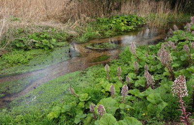 Deze heldere beek is zo schoon dat de beekprikken hier leven. Prachtige vegetatie zo met het groot hoefblad. De plek met de steentjes is een paaiplek voor de beekprikken. Ter plekke was het water vrij diep zodat de beekprikken nauwelijks opvielen.