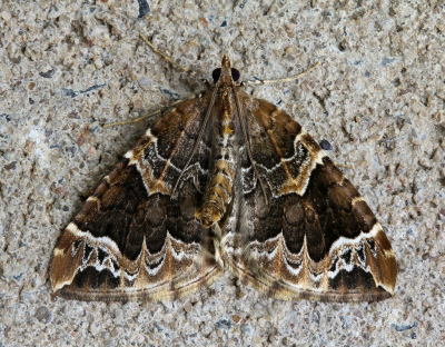 <i class='fa fa-user'></i>&nbsp;Robert Rodenburg&nbsp;|  Wortelhoutspanner&nbsp; <i class='fa fa-eye'>&nbsp;59</i> &nbsp; <i class='fa fa-comment-o'>&nbsp;6</i>