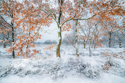 <i class='fa fa-user'></i>&nbsp;Jacob-Carl Pauw&nbsp;|  Winterlandschap met herfsttinten&nbsp; <i class='fa fa-eye'>&nbsp;138</i> &nbsp;<i class='fa fa-thumbs-up'>&nbsp;5</i> &nbsp; <i class='fa fa-comment-o'>&nbsp;7</i>
