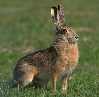 Druk ge-ren en gespring van hazen in de polder vanmiddag. Ik zat goed verscholen achter een hek. Maar deze kreeg me toch in de gaten en stopte abrupt.