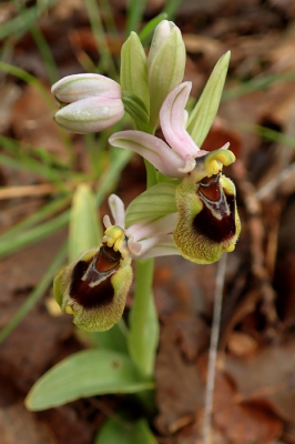 <i class='fa fa-user'></i>&nbsp;A. Soeting&nbsp;|  Wolzweverophrys&nbsp; <i class='fa fa-eye'>&nbsp;77</i> &nbsp; <i class='fa fa-comment-o'>&nbsp;1</i>