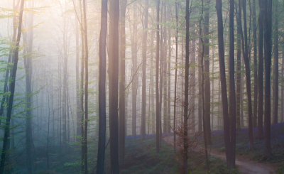 Ik dook vandaag nog eens in mijn archief, hierbij kwam ik uit op mijn foto's die ik vorig jaar in Hallerbos heb gemaakt. Het bos dat bekend staat voor zijn wilde hyacinten.