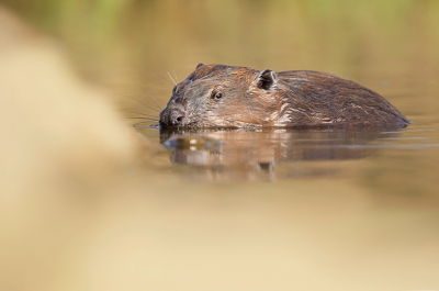 <i class='fa fa-user'></i>&nbsp;thijsglastra&nbsp;|  Bever&nbsp; <i class='fa fa-eye'>&nbsp;187</i> &nbsp;<i class='fa fa-thumbs-up'>&nbsp;3</i> &nbsp; <i class='fa fa-comment-o'>&nbsp;5</i>