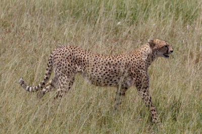 Vanuit jeep gemaakt in de Serengeti tijdens een rondrit door de regio.