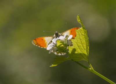 <i class='fa fa-user'></i>&nbsp;Henk Bouter&nbsp;|  Oranjetipje&nbsp; <i class='fa fa-eye'>&nbsp;113</i> &nbsp;<i class='fa fa-thumbs-up'>&nbsp;2</i> &nbsp; <i class='fa fa-comment-o'>&nbsp;2</i>