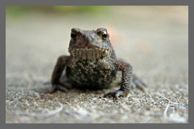 Op mijn buik keek ik door de lens. Standaard kitlens Canon 350 EOS met een close-up voorzetlens. Toen ik hem zag dacht ik,; goh wat ben je lelijk. Hoewel het scherpstellen erg lastig ging vond ik mijn pad steeds mooier worden. Hoewel ik leek ben leer ik steeds meer te zien. Dus wordt fotograferen ook interessanter en mooier. Je staat nog meer bij de gedachte stil waar het met het millieu naar toe gaat.
