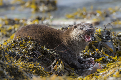 <i class='fa fa-user'></i>&nbsp;Bert Ooms&nbsp;|  Otter&nbsp; <i class='fa fa-eye'>&nbsp;207</i> &nbsp;<i class='fa fa-thumbs-up'>&nbsp;12</i> &nbsp; <i class='fa fa-comment-o'>&nbsp;6</i>