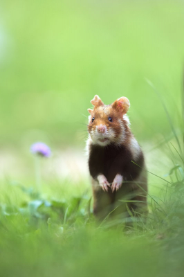 <i class='fa fa-user'></i>&nbsp;Rob Jann�&nbsp;|  Hamster&nbsp; <i class='fa fa-eye'>&nbsp;241</i> &nbsp;<i class='fa fa-thumbs-up'>&nbsp;5</i> &nbsp; <i class='fa fa-comment-o'>&nbsp;7</i>