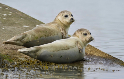 <i class='fa fa-user'></i>&nbsp;jeb&nbsp;|  Gewone Zeehond&nbsp; <i class='fa fa-eye'>&nbsp;134</i> &nbsp;<i class='fa fa-thumbs-up'>&nbsp;1</i> &nbsp; <i class='fa fa-comment-o'>&nbsp;3</i>