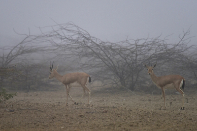 <i class='fa fa-user'></i>&nbsp;Gerard Visser&nbsp;|  Indische Gazelle&nbsp; <i class='fa fa-eye'>&nbsp;99</i> &nbsp;<i class='fa fa-thumbs-up'>&nbsp;2</i> &nbsp; <i class='fa fa-comment-o'>&nbsp;2</i>
