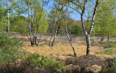 <i class='fa fa-user'></i>&nbsp;B.M.Schouten-Ruis&nbsp;|  Voorjaar in natuurgebied bij het Zwartven&nbsp; <i class='fa fa-eye'>&nbsp;104</i> &nbsp;<i class='fa fa-thumbs-up'>&nbsp;8</i> &nbsp; <i class='fa fa-comment-o'>&nbsp;9</i>