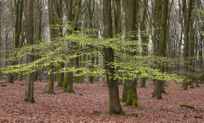 Een mooie avondwandeling gemaakt. De beukenbomen beginnen uit te lopen. Als het de komende tijd zo warm blijft zullen ze snel exploderen. Het frisse groen zie je nu wat in de onderbegroeiing.