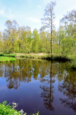 <i class='fa fa-user'></i>&nbsp;kooyammers&nbsp;|  Groen, groener ............... &nbsp; <i class='fa fa-eye'>&nbsp;60</i> &nbsp; <i class='fa fa-comment-o'>&nbsp;4</i>