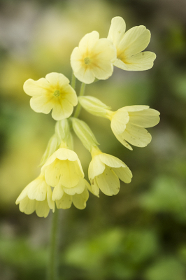 De voorjaarsbloeiers spuiten op dit moment de grond uit.
Van deze sleutelbloemen heb ik een dubbelopname gemaakt.