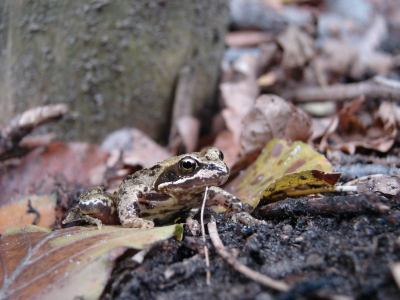 Een 'late' kikker zoekt zijn weg over de drassige grond, door de gevallen bladeren heen. Herfst laat zijn sporen achter, en heeft voor niemand genade...