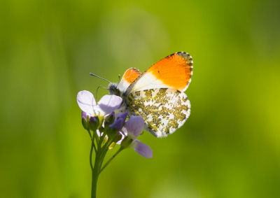 <i class='fa fa-user'></i>&nbsp;David&nbsp;|  Oranjetipje&nbsp; <i class='fa fa-eye'>&nbsp;72</i> &nbsp; <i class='fa fa-comment-o'>&nbsp;1</i>
