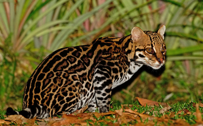<i class='fa fa-user'></i>&nbsp;Paul Cools&nbsp;|  Ocelot&nbsp; <i class='fa fa-eye'>&nbsp;153</i> &nbsp;<i class='fa fa-thumbs-up'>&nbsp;4</i> &nbsp; <i class='fa fa-comment-o'>&nbsp;3</i>