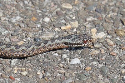 <i class='fa fa-user'></i>&nbsp;Henk Baptist&nbsp;|  Adder&nbsp; <i class='fa fa-eye'>&nbsp;146</i> &nbsp; <i class='fa fa-comment-o'>&nbsp;3</i>