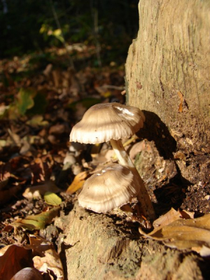 Wat de kleuren al bevestigen: echt een herfstplaatje. De paddestoel ruimt de rommel op, en laat ook zijn sporen achter...