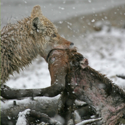 <i class='fa fa-user'></i> dutchduo | Prairiewolf of Coyote  <i class='fa fa-eye'> 388</i>  <i class='fa fa-thumbs-up'> 3</i>   <i class='fa fa-comment-o'> 7</i>