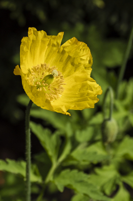 De Schijnpapaver laat zich ook weer zien.
Wat gaat het op moment snel met de natuur.