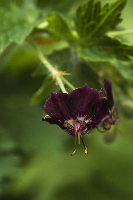 Wijlen Henk Gerritsen van de Prionatuinen in Schuinesloot noemde deze donkere geraniums "weduwepurper".