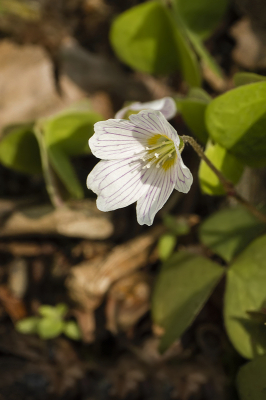 In een wegberm in de nabijheid van de Westerbouwing stonden een aantal van deze mooie plantjes.