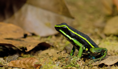<i class='fa fa-user'></i>&nbsp;Paul Cools&nbsp;|  Ameerega trivittatus&nbsp; <i class='fa fa-eye'>&nbsp;88</i> &nbsp; <i class='fa fa-comment-o'>&nbsp;0</i>
