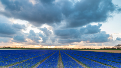 Een veld met blauwe druifjes. De foto is gemaakt tegen zonsondergang met bewolking.