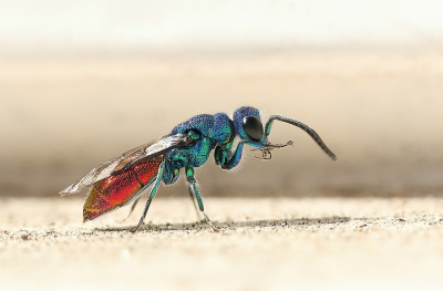 <i class='fa fa-user'></i>&nbsp;Sophie&nbsp;|  Chrysis terminata&nbsp; <i class='fa fa-eye'>&nbsp;215</i> &nbsp;<i class='fa fa-thumbs-up'>&nbsp;19</i> &nbsp; <i class='fa fa-comment-o'>&nbsp;14</i>