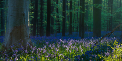 Vorige week bracht ik weer mijn jaarlijks bezoek aan Hallerbos. Ieder jaar opnieuw kleur dit bos in het voorjaar blauw van de wilde hyacinten.