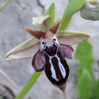 <i class='fa fa-user'></i>&nbsp;A. Soeting&nbsp;|  Cyprische Ophrys&nbsp; <i class='fa fa-eye'>&nbsp;107</i> &nbsp;<i class='fa fa-thumbs-up'>&nbsp;1</i> &nbsp; <i class='fa fa-comment-o'>&nbsp;7</i>