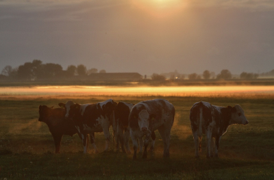 Deze polder ,Hendrik wel bekend, is een prachtige weidevogelgebied.Grutto,s fotograferen was mijn doel deze avond...Vlak voor zonsondergang scheen nog even tussen de wolken door...