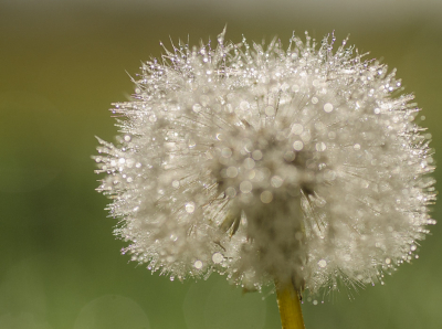 <i class='fa fa-user'></i>&nbsp;Truus Aletta Maan&nbsp;|  Paardenbloem&nbsp; <i class='fa fa-eye'>&nbsp;58</i> &nbsp; <i class='fa fa-comment-o'>&nbsp;2</i>