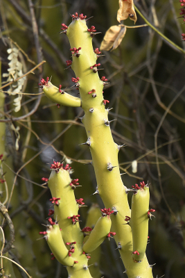 <i class='fa fa-user'></i>&nbsp;Gerard Visser&nbsp;|  Euphorbia caducifolia&nbsp; <i class='fa fa-eye'>&nbsp;73</i> &nbsp; <i class='fa fa-comment-o'>&nbsp;2</i>